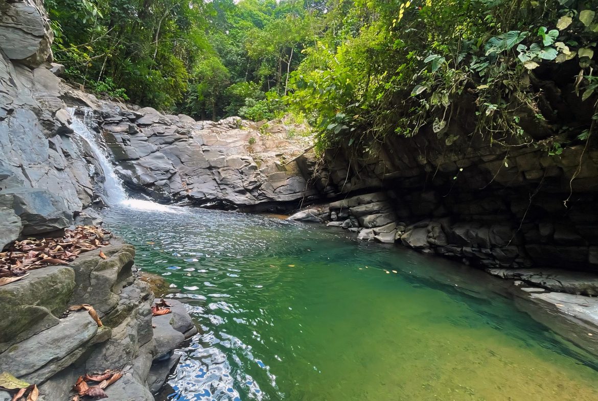 JUNGLE DREAMS FARM: WHERE NATURE MEETS SERENITY – 20 ACRES